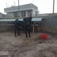 دوقلاده سگ