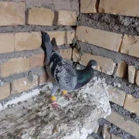 ساده امری و پلاکی معاوزع باکفتر جوجه المانی