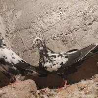 کبوتر|پرنده|مرند, |دیوار