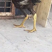 جوجه لاری نسل قدیم،تاج مهر عتیقه و خیلی کمیاب|حیوانات مزرعه|آفتاب, |دیوار