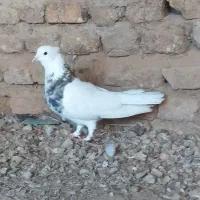 کبوتر طوقی|پرنده|گنبد کاووس, |دیوار