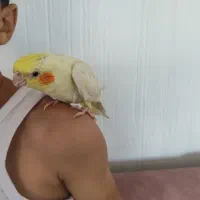 عروس هلندی رام رام|پرنده|بوکان, |دیوار