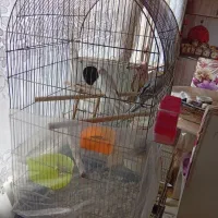 جفت عروس هلندی|پرنده|گلبهار, شهر جدید گلبهار|دیوار