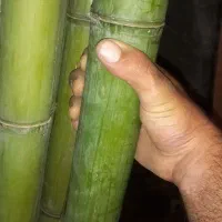 نی خیزران بامبو