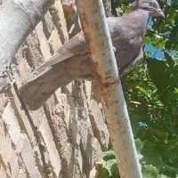 کبوتر فروشی|پرنده|اردل, |دیوار