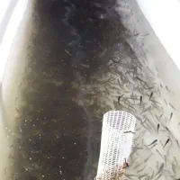 نگهبان پرورش ماهی بالای 50سال