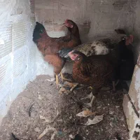 مرغ محلی تخمگذار و خروس محلی|حیوانات مزرعه|وحیدیه, |دیوار