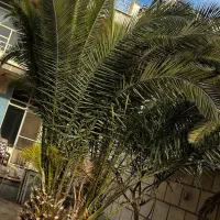 خانه بزرگ ۳۳۰ متری|فروش خانه و ویلا|قم, میدان نو|دیوار
