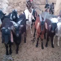 بزغاله امساله و بز داشتی