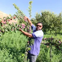 ارقام گلدانی نهال های آلوخوشه ای کاشت تمامی فصل ها|خدمات باغبانی و درختکاری|کرمانشاه, |دیوار