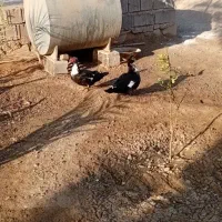 دوعدد اردک ماده روسی .مسکویی