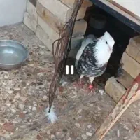 طوقی هفت رنگ نر