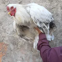 برهما بلولایت و وایت  بالغ