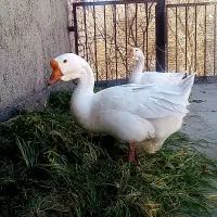 قوغاز دونافه غبغب دار|حیوانات مزرعه|مشهد, هدایت|دیوار