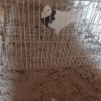 طوقی ماده|پرنده|سلیمان, |دیوار