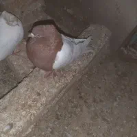 کبوتر اس کله زرد سرخ سیاه.قیمت خوب