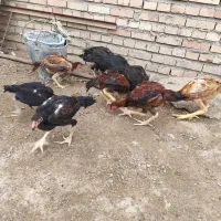 جوجه لاری اصل|حیوانات مزرعه|گنبد کاووس, |دیوار