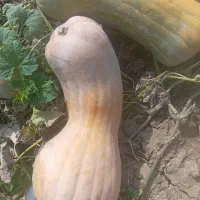 کدو تنبل