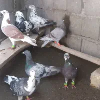 ۱۰ کبوتر بوم