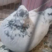 فروش کبوتر مایه
