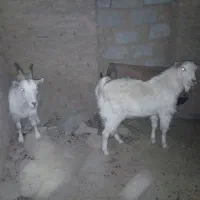 دو بز سانن دوقلو زا ابستن و یه چبش اصل سانن|حیوانات مزرعه|درمیان, |دیوار