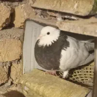 طوقی فروش فوری|پرنده|مشهد, شهید قربانی|دیوار