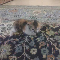 دو عدد گربه سفید مشکی وپلنگی