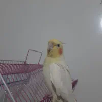 عروس هلندی  لوتینو