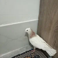 یک‌عدد‌کبوتر‌گرفتنی