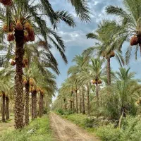 ۸هزار متر چهار دیواری کشاورزی