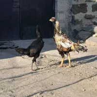 خروس لاری|حیوانات مزرعه|اردبیل, |دیوار