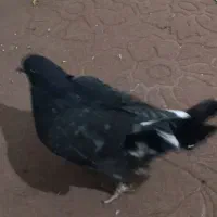 جوجه کبوتر|پرنده|اسلامشهر, مظفریه|دیوار