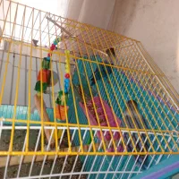 طوطی کوتوله|پرنده|بم, |دیوار