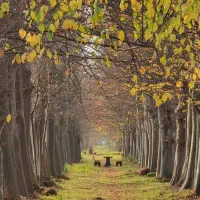 فروش  زمین در دهکده مهندسین گیل  آمارو کاپو