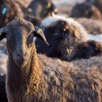 دام برای عروسی تولد عقیقه گوشت خونه کربلایی|حیوانات مزرعه|لواسان, |دیوار