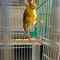 سهره قناری ابلغ نر