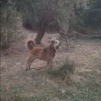 سگ نگهبان|سگ|خلخال, |دیوار