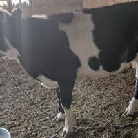 گاو پرآپ چاق مناسب برای مالداری و قصابی|حیوانات مزرعه|مهرستان, |دیوار