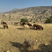 10راس میش جوان|حیوانات مزرعه|دهدشت, |دیوار