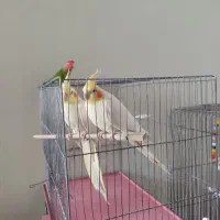 عروس هلندی و کوتوله برزیلی|پرنده|ساوه, |دیوار