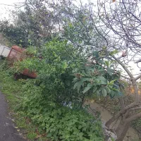 حصلم سر رف پصرم 22