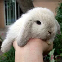 خرگوش مینی لوپ