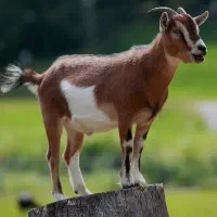فروش بز جهت قربانی