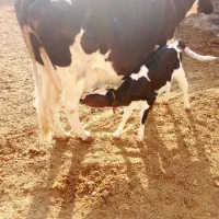 دو‌عدد‌گاو‌یکی‌گوشتی‌ویکی‌زایده|حیوانات مزرعه|زابل, |دیوار