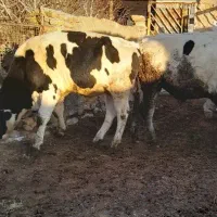 گوساله چاق|حیوانات مزرعه|اسفراین, |دیوار