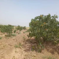 فروش باغ پسته در باغستان علیا|فروش زمین و ملک کلنگی|اسلامیه, |دیوار