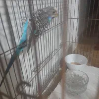 مرغ عشق ۳۵۰ تومن