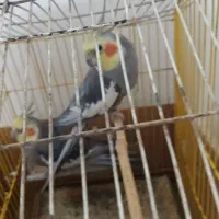 عروس هلندی(دو عدد نر)