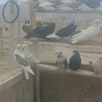 فروش ۱۵ کبوتر