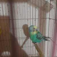 مرغ عشق خوش رنگ|پرنده|فردیس, شهرک وحدت|دیوار